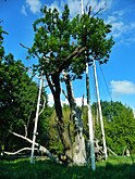 700-летний Запорожский дуб