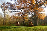 500-летний 111Панский дуб — самое старое дерево Белгородчины и одно из старейших в Европе