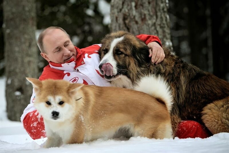 Файл:Vladimir Dogs.jpg