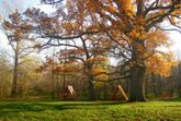 500-летний Панский дуб — самое старое дерево Белгородчины и одно из старейших в Европе