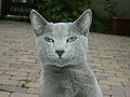 Русская голубая кошка одна из самых известных пород в мире