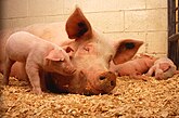Домашняя свинья (Белгородская область — крупнейший в РФ производитель свинины) *
