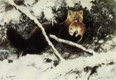 Баргузинский заповедник — старейший заповедник России (с 1916 года), место обитания ценнейшего подвида соболей[3]