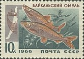 Байкальский омуль – эндемик озера Байкал