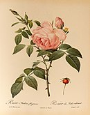 Роза душистая / чайная (бело-розовая) — см. #Музыкальные символы