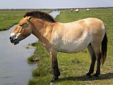 Лошадь Пржевальского в заповеднике Аскания-Нова[1]
