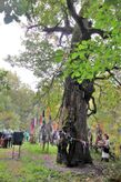 430-летний Симкинский дуб («Дуб-волшебник») – считается священным деревом мордвы (Большеберезниковский район)
