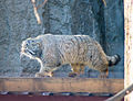 Манул (палласов кот) - символ Московского зоопарка