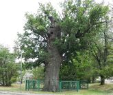 450-летний Астраханский дуб в Астрахани