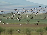 Боргойский заказник – крупнейшее в Евразии место отдыха перелётных птиц