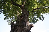 420-летний дуб в Воронежском заповеднике