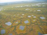 Васюганские болота – крупнейшие болота в России (53 тысячи км²), одни из крупнейших в мире