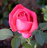 Роза — полуофициальный символ Донецка — «города миллиона роз»