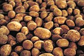 Картофель – Воронежская область занимает 2-3-е место по производству картофеля в России (в отдельные годы первое) *