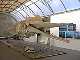 Скелет балтийского кашалота в Музее Мирового океана