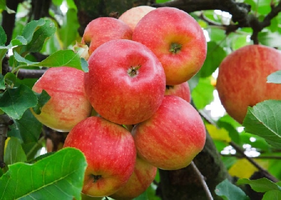 Файл:Мичуринские яблоки.jpg