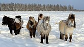Морозоустойчивые якутские лошади и якутские коровы