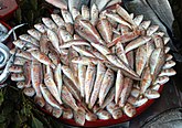 Барабулька - (султанка) - одна из вкусных рыб Чёрного моря