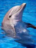 Дельфин — в Севастополе находятся сразу два дельфинария[6]