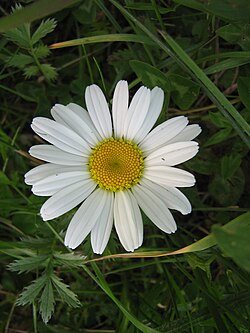 Ромашка — символ любви и брака (символ дня святых Петра и Февронии Муромских)