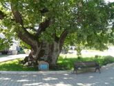 800-летний Грюнвальдский дуб в Ладушкине
