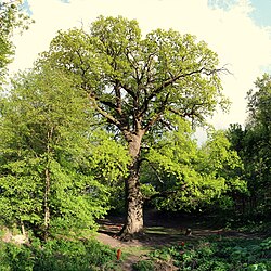 Дуб черешчатый – более 50% лесов Воронежской области составляют дубравы (275-летний дуб у Белой горы на берегу Воронежского водохранилища)[4]