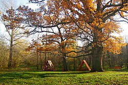 500-летний Панский дуб — самое старое дерево Белгородчины и одно из старейших в Европе