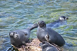 Байкальский заповедник на южном побережье Байкала (место обитания байкальских нерп и других эндемиков)