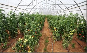 Выращивание томатов в тепличных условиях