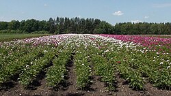 Мещерский дендрарий (лесостепная опытно-селекционная станция)