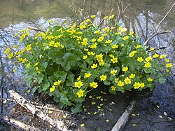 Калужница болотная