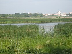 Птичья гавань в Омске