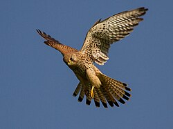 Сокол (пустельга обыкновенная) — на гербе и флаге Суздаля