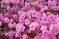 Korean Rhododendron Rhododendron mucronulatum 'Wheeldon Pink' Flowers.jpg