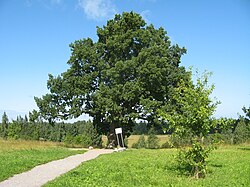 200-летний Ириновский дуб близ Дороги жизни (пос. Ириновка, Всеволожский район)