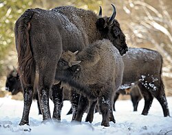 Заповедник Калужские засеки