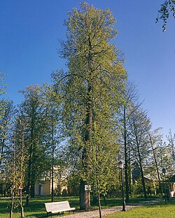 240-летняя липа Чайковского в Воткинске