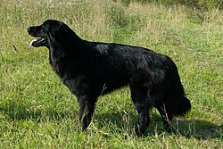 Тувинская овчарка