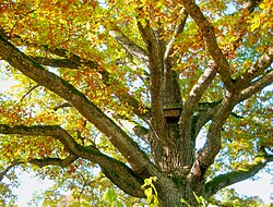 350-летний Пушкинский дуб («Дуб уединенный») в Тригорском