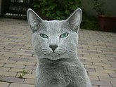 Русская голубая кошка (одна из самых известных пород в мире)