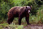 Бурый камчатский медведь