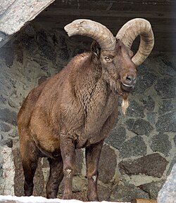 Дагестанский тур и его мясо