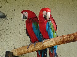 Парк птиц "Воробьи" (первый в России парк птиц)