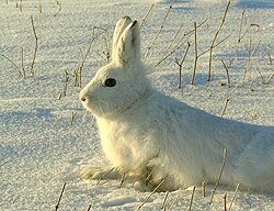 Заяц-беляк – на гербе и флаге Коврова