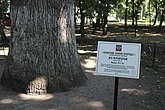 220-летний Асеевский дуб в Тамбове