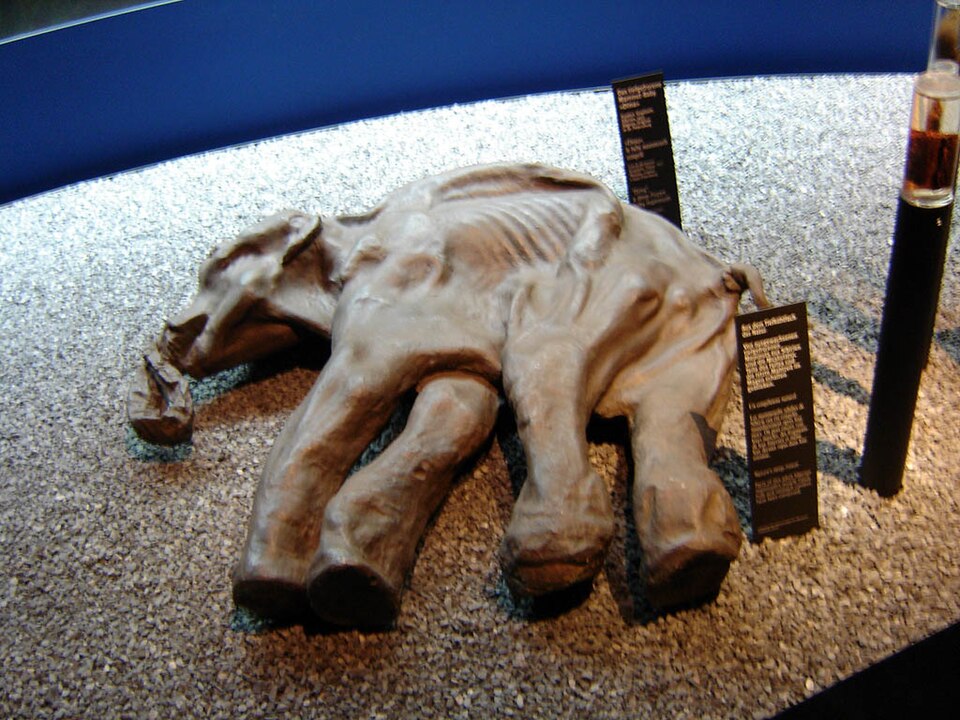 Файл:Mammuthus primigenius baby Dima Luzern.jpg