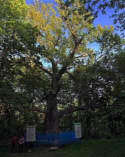 «Старейшина чувашских дубов» - 365-летний дуб