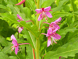 Иван-чай (из него делается Копорский чай)