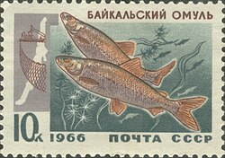 Байкальский омуль — эндемик озера Байкал