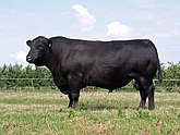 Мясные породы коров (Брянская область — крупнейший в России производитель говядины) *
